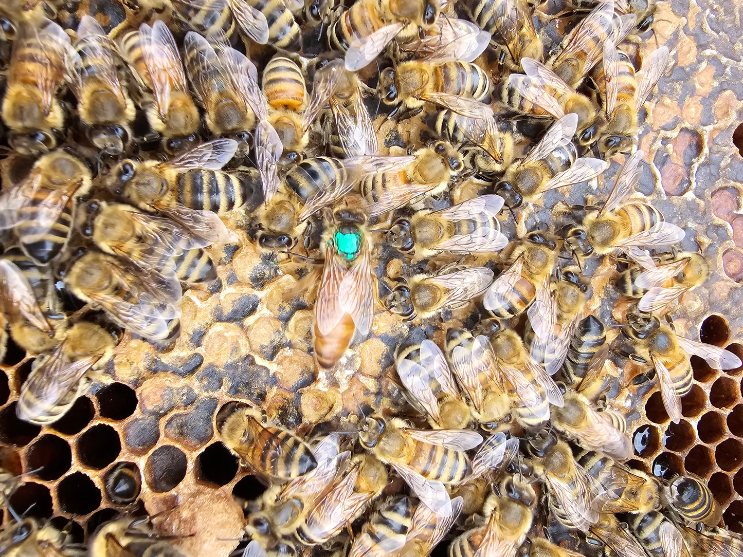 Live Local Mated Queen Bee