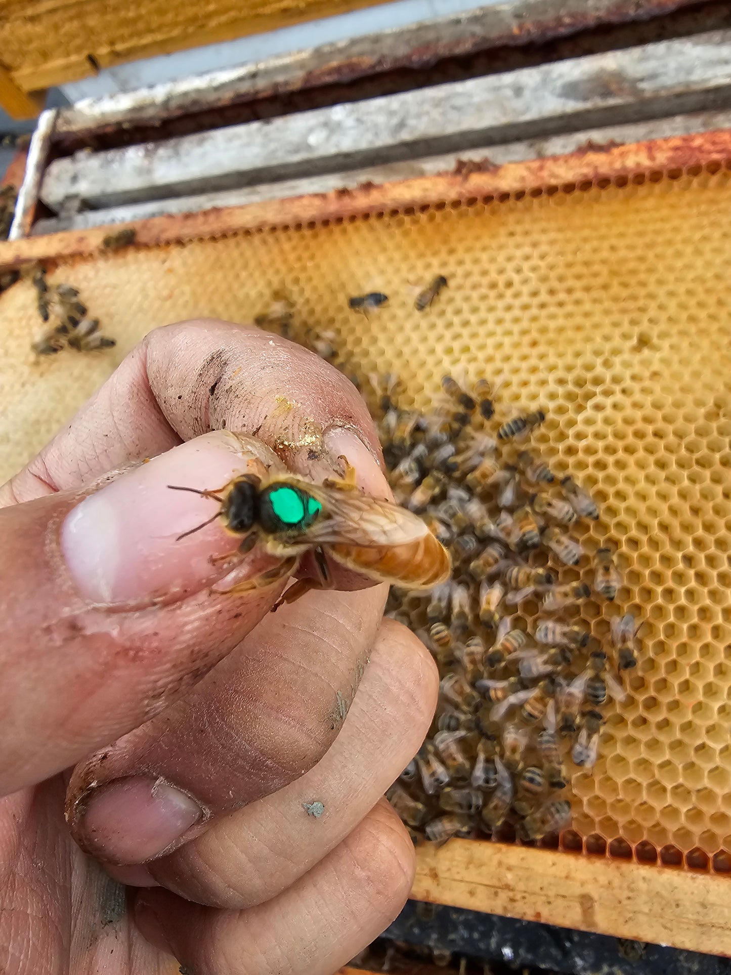 Live Local Mated Queen Bee