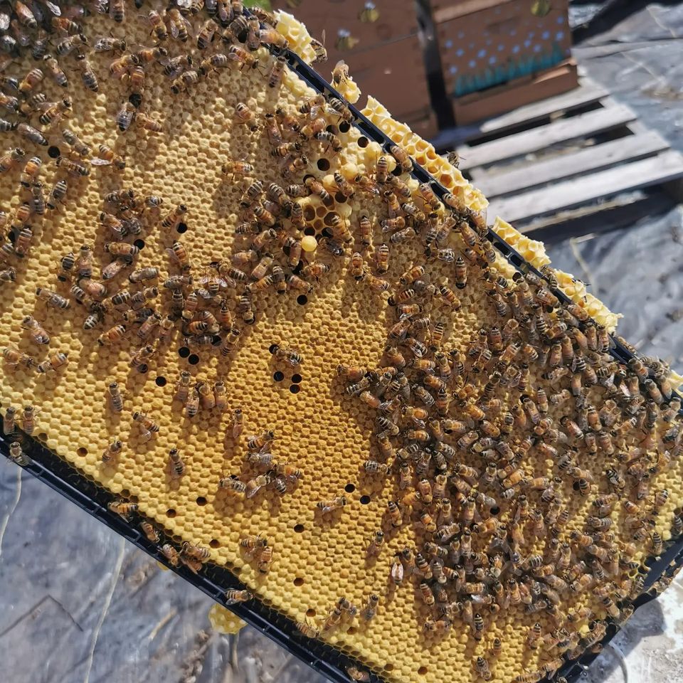 4 Frame Local Honey Bee Nuc