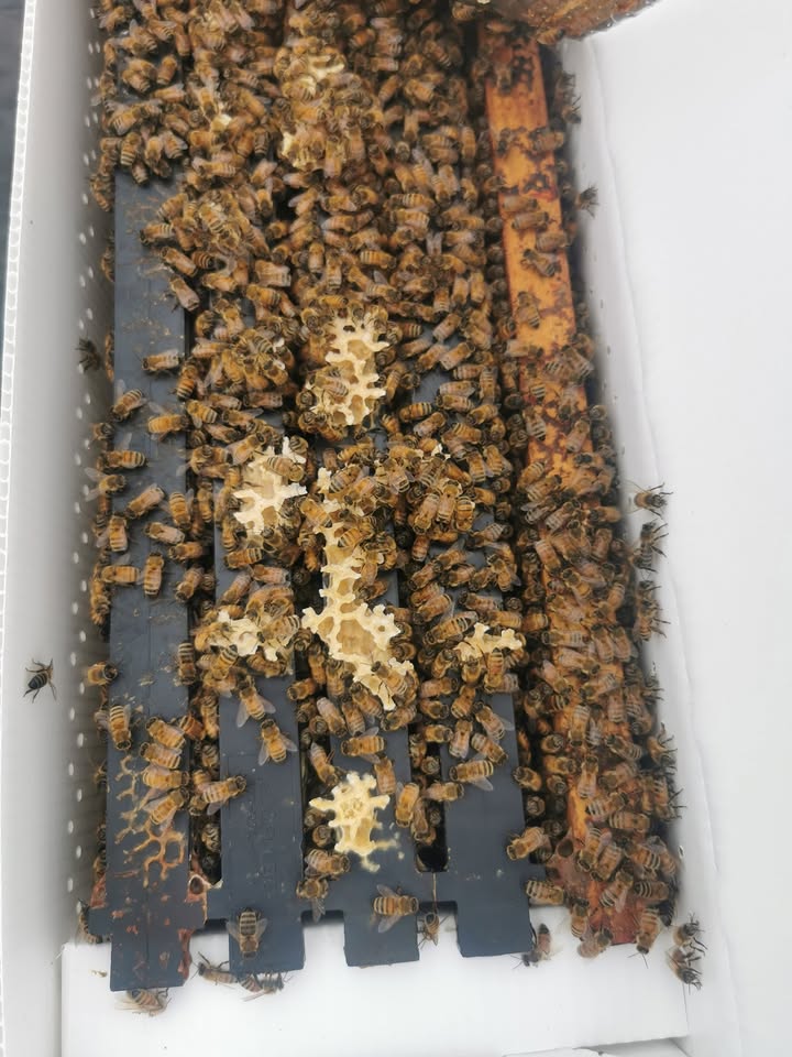 5 Frame Local Honey Bee Nuc