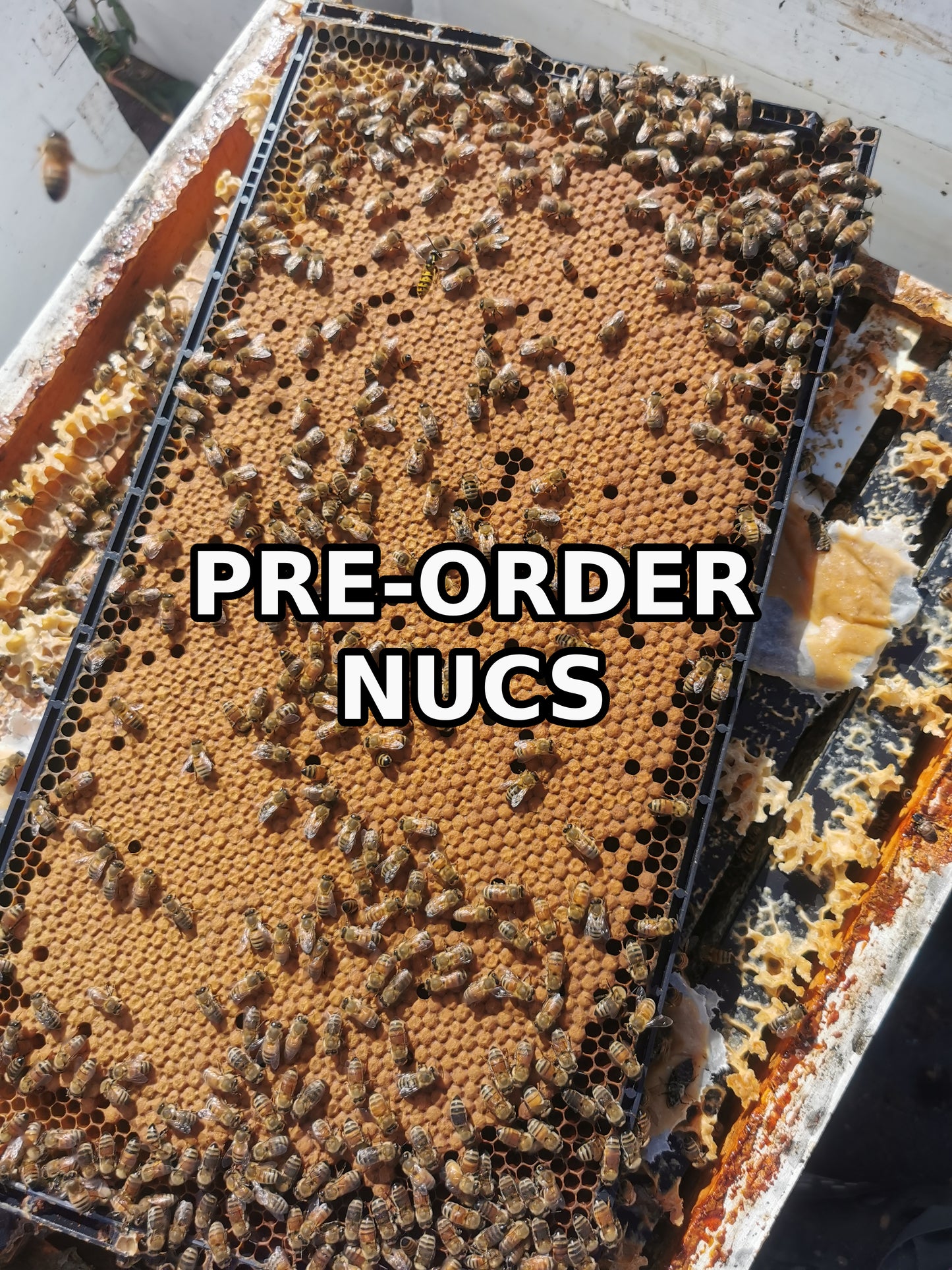Pre-Order Reservation Nucs 2026