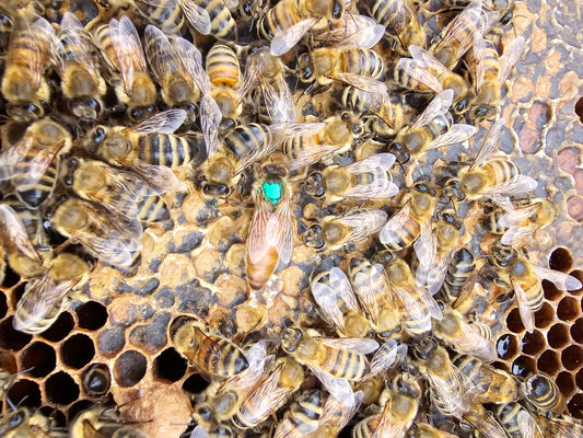 Local Mated Queens