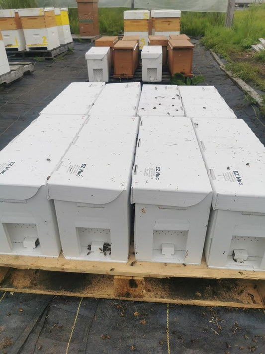 5 Frame Local Honey Bee Nuc