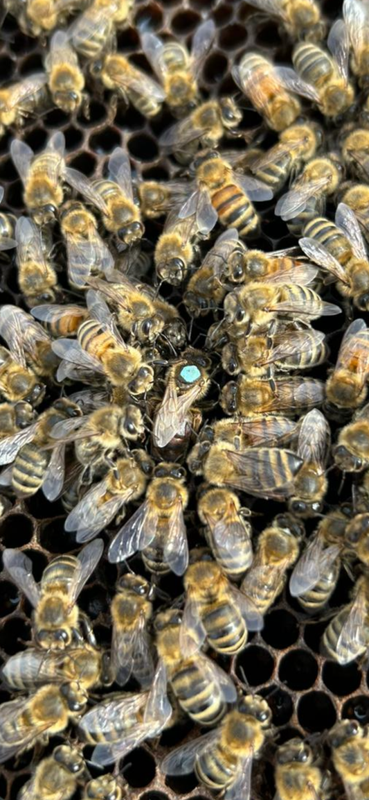 Beginner Beekeeping Course 1 Day