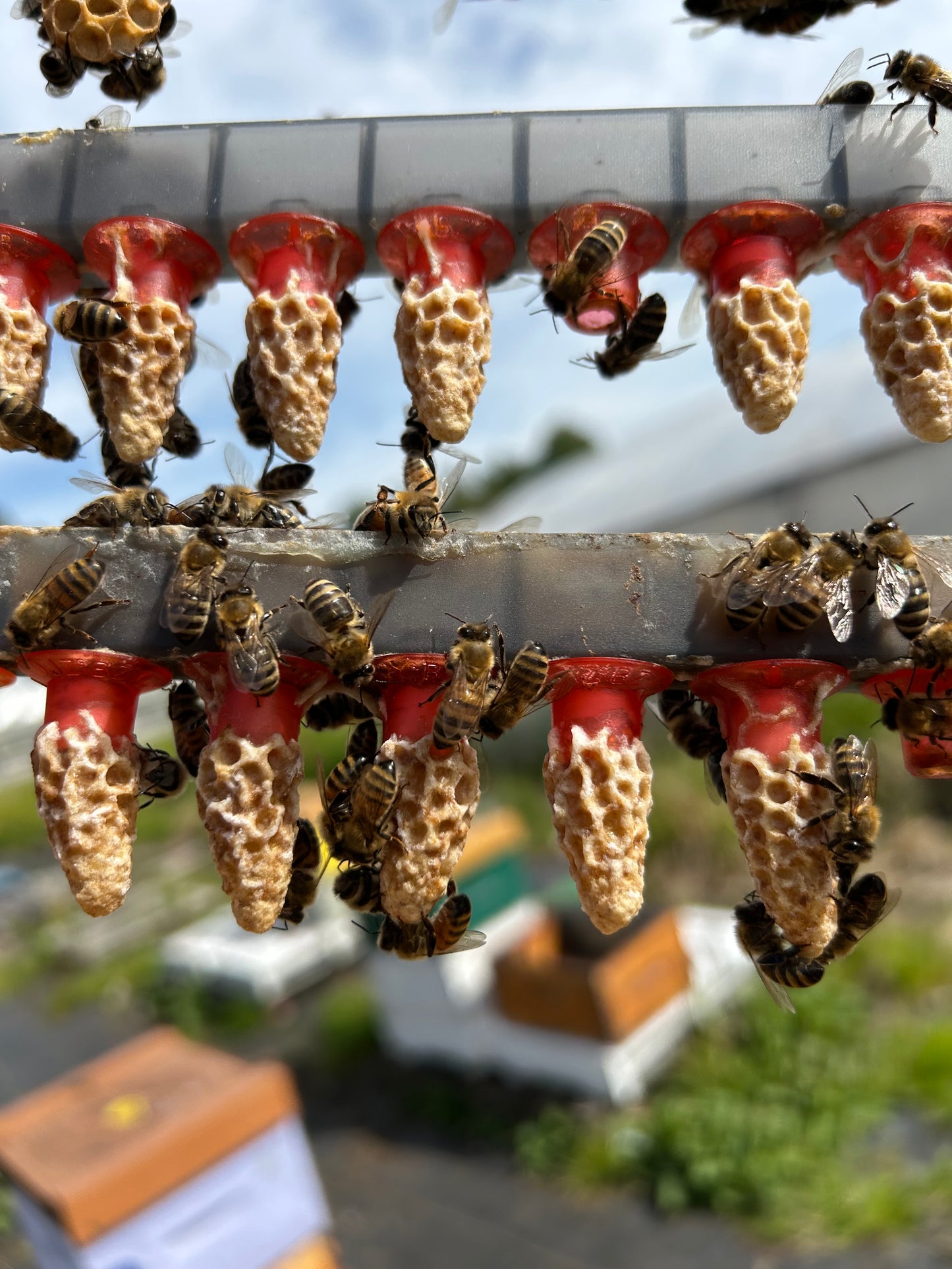 Live Local Mated Queen Bee