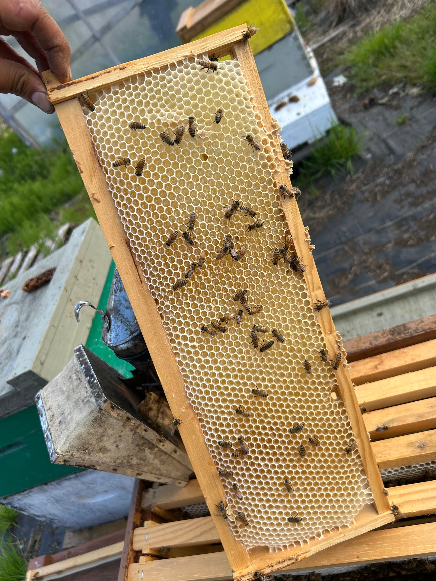 Comb Honey Squares