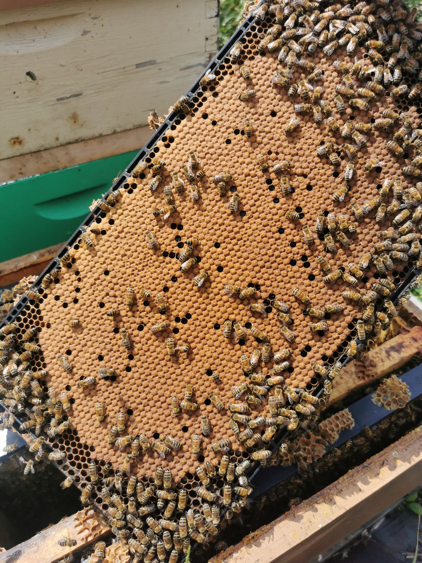 5 Frame Local Honey Bee Nuc