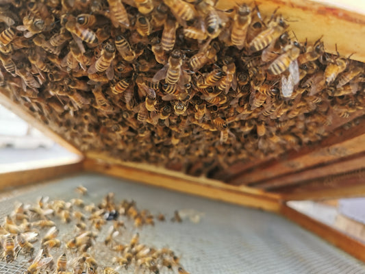 Beekeeper Consultation