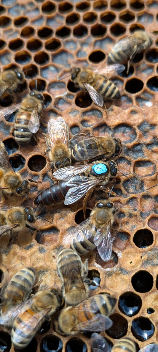 Live Local Mated Queen Bee