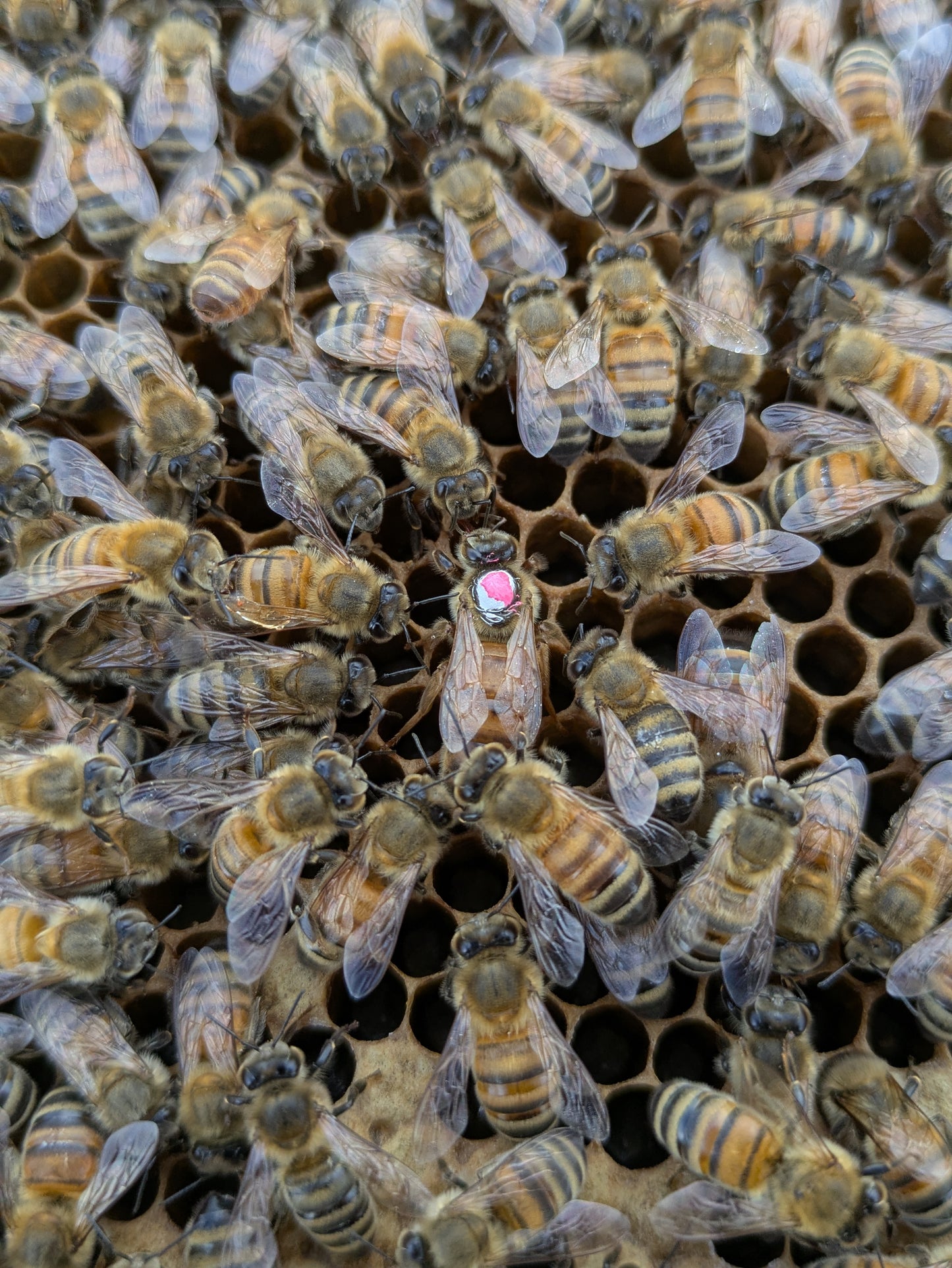 Live Local Mated Queen Bee