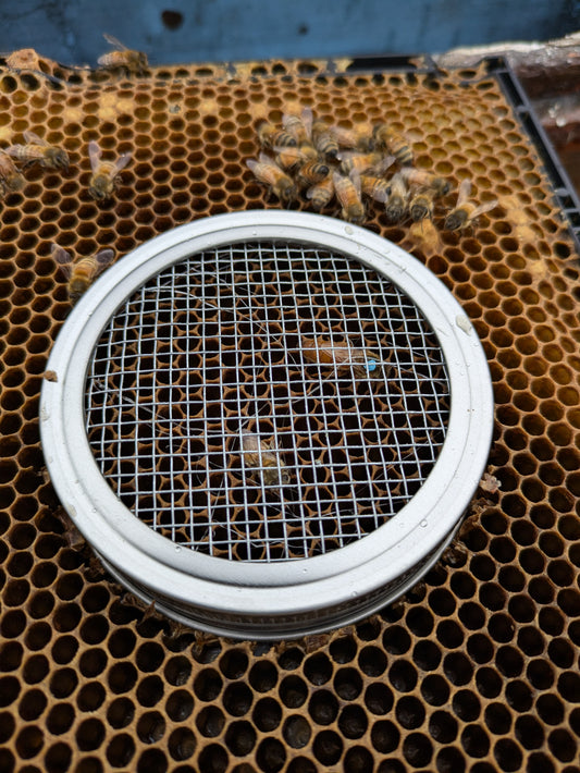 Push in Queen Cage